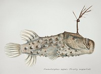 Antique drawing watercolor Prickly anglerfish marine life