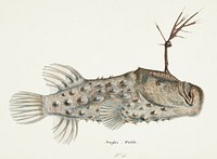 Antique Prickly anglerfish drawn by Fe. Clarke (1849-1899). Original from Museum of New Zealand. Digitally enhanced by rawpixel.