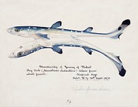 Antique fish Spotted spiny Dogfish drawn by Fe. Clarke (1849-1899). Original from Museum of New Zealand. Digitally enhanced by rawpixel.