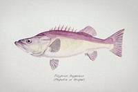 Antique drawing watercolor fish Groper marine life
