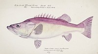 Antique fish Groper drawn by Fe. Clarke (1849-1899). Original from Museum of New Zealand. Digitally enhanced by rawpixel.