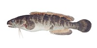Antique fish bladefish possibly freshwater specimen illustration drawing