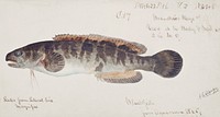 Antique fish bladefish possibly freshwater specimen drawn by <a href="https://www.rawpixel.com/search/fe.%20clarke?">Fe. Clarke</a> (1849-1899). Original from Museum of New Zealand. Digitally enhanced by rawpixel.