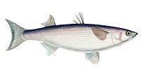 Antique drawing watercolor fish Flathead grey mullet marine life