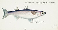 Antique fish Flathead grey mullet drawn by Fe. Clarke (1849-1899). Original from Museum of New Zealand. Digitally enhanced by rawpixel.