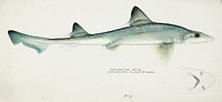 Antique fish Mustelus Antarcticus shark drawn by Fe. Clarke (1849-1899). Original from Museum of New Zealand. Digitally enhanced by rawpixel.