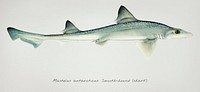 Antique drawing watercolor fish Mustelus Antarcticus shark marine life
