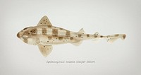 Antique drawing watercolor fish Carpet Shark marine life