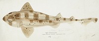 Antique fish Carpet Shark drawn by Fe. Clarke (1849-1899). Original from Museum of New Zealand. Digitally enhanced by rawpixel.