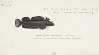 Antique fish Spectacled triplefin drawn by Fe. Clarke (1849-1899). Original from Museum of New Zealand. Digitally enhanced by rawpixel.