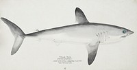 Antique fish Porbeagle Shark drawn by Fe. Clarke (1849-1899). Original from Museum of New Zealand. Digitally enhanced by rawpixel.