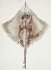 Antique drawing watercolor fish Rough skate marine life. Original from Museum of New Zealand. Digitally enhanced by rawpixel.
