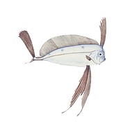Antique drawing watercolor Ribbonfish marine life