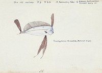Antique Ribbonfish drawn by Fe. Clarke (1849-1899). Original from Museum of New Zealand. Digitally enhanced by rawpixel.