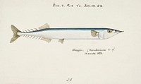 Antique fish Scomberesox Saurus drawn by Fe. Clarke (1849-1899). Original from Museum of New Zealand. Digitally enhanced by rawpixel.