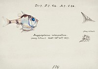 Antique drawing watercolor common hatchetfish marine life. Original from Museum of New Zealand. Digitally enhanced by rawpixel.
