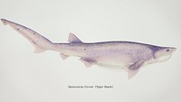 Antique drawing watercolor fish Tiger Shark marine life