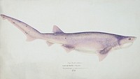 Antique fish Tiger Shark drawn by Fe. Clarke (1849-1899). Original from Museum of New Zealand. Digitally enhanced by rawpixel.