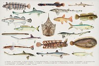 Colorful Southern Pacific fishes found in the works of F.E. Clarke 