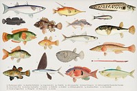 Colorful Southern Pacific fishes found in the works of F.E. Clarke 