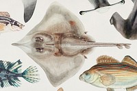 Fascinating fishes of the Pacific Ocean found in the works of F.E. Clarke