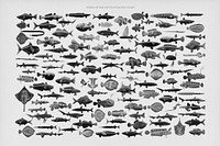 Set of Southern Pacific fish illustrations in black and white found in the works of F.E. Clarke