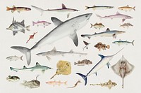 Variety of fishes of the Pacific Ocean 