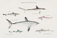 Sharks of the Pacific Ocean illustrated by F.E. Clarke