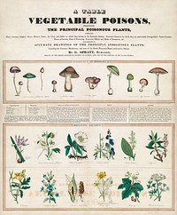 Poisonous mushrooms: Irritating poisons (1840–1850) print in high resolution by George Edward Madeley. Original from Library of Congress. Digitally enhanced by rawpixel.