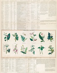 Narcotic poisons (1843) print in high resolution by George Edward Madeley. Original from Library of Congress. Digitally enhanced by rawpixel.