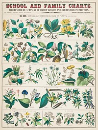 School and family charts, No. XXII. Botanical: economical uses of plants (1890) print in high resolution by Marcius Willson and Norman A. Calkins. Original from Library of Congress. Digitally enhanced by rawpixel.