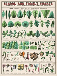 School and family charts, No. XIX. Botanical: forms of leaves, stems, roots, and flowers (1890) print in high resolution by Marcius Willson and Norman A. Calkins. Original from Library of Congress. Digitally enhanced by rawpixel.