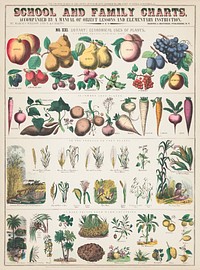 School and family charts, No. XXI. botanical: economical uses of plants (c.1890) print in high resolution by Marcius Willson and Norman A. Calkins. Original from Library of Congress. Digitally enhanced by rawpixel.