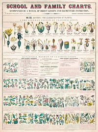 School and family charts, No. XX. botanical: forms of leaves, stems, roots, and flowers; botany; the classication of plants (c.1890) print in high resolution by Marcius Willson and Norman A. Calkins. Original from Library of Congress. Digitally enhanced by rawpixel.