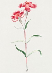 Flower psd Dianthus Classic antique style, vintage Japanese art remix from the David Murray collection