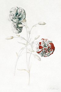Carnations illustration in high resolution by Georg Dionysius Ehret (1708-1770). Original from Getty Museum. Digitally enhanced by rawpixel.