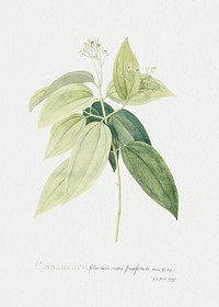 Cinnamomum illustration in high resolution by Georg Dionysius Ehret (1708-1770). Original from Getty Museum. Digitally enhanced by rawpixel.