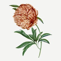 Watercolor flower graphic, aesthetic vintage floral illustration