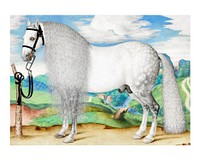 White horse art print, vintage painting, digitally enhanced public domain artwork