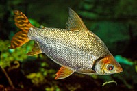 Flagtail Characin (2006) by Christa Carignan. Original from Smithsonian&#39;s National Zoo. Digitally enhanced by rawpixel.