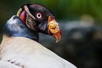 King Vulture (2006). Original from Smithsonian&#39;s National Zoo. Digitally enhanced by rawpixel.