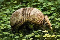 La Plata Three-banded Armadillo (2006) by Jessie Cohen. Original from Smithsonian's National Zoo. Digitally enhanced by rawpixel.