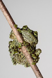 Vietnamese Mossy Frog (2006). Original from Smithsonian&#39;s National Zoo. Digitally enhanced by rawpixel.