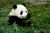 Giant Panda (2007) by Mehgan Murphy. Original from Smithsonian&#39;s National Zoo. Digitally enhanced by rawpixel.