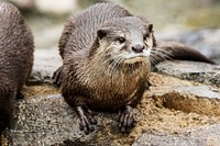 Asian Small-clawed Otter (2008) by Mehgan Murphy. Original from Smithsonian's National Zoo. Digitally enhanced by rawpixel.