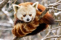 Red Panda (2007) by Mehgan Murphy. Original from Smithsonian&#39;s National Zoo. Digitally enhanced by rawpixel.