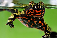 Oriental Fire&ndash;bellied Toad (2008) by Smithsonian Institution. Original from Smithsonian's National Zoo. Digitally enhanced by rawpixel.