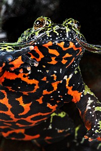 Oriental Fire&ndash;bellied Toad (2008) by Smithsonian Institution. Original from Smithsonian&#39;s National Zoo. Digitally enhanced by rawpixel.