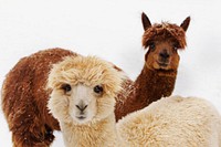 Alpaca (2009) by Mehgan Murphy. Original from Smithsonian&#39;s National Zoo. Digitally enhanced by rawpixel.