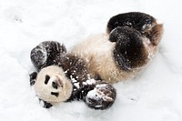 Giant Panda (2009) by Mehgan Murphy. Original from Smithsonian's National Zoo. Digitally enhanced by rawpixel.